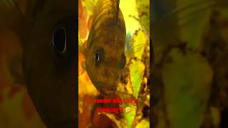 Fish in a Fishtank just Enjoying Life🐠viralfishvideo fishtank [upl. by Nonad]