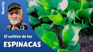 𝗘𝗦𝗣𝗜𝗡𝗔𝗖𝗔 El cultivo completo de la espinaca [upl. by Anilecram]