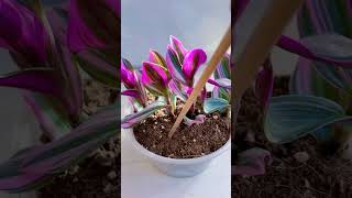 Beautiful cutting flowers pruning plants flower in pot so beautiful beautiful garden flower diy [upl. by Ennayelsel896]