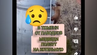 в Тюмени Медведи от паводков спасаются на котельной in Tyumen bears are saved from floods [upl. by Longwood]