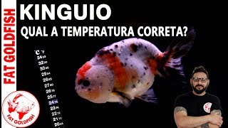 QUAL A TEMPERATURA CORRETA PARA KINGUIOS [upl. by Cath]