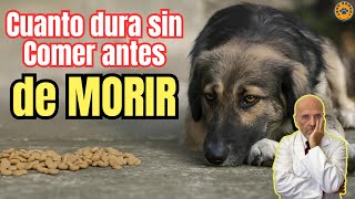 🚨 CUANTO DURA UN PERRO SIN COMER ANTES DE MORIR 🚨 [upl. by Tova772]