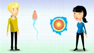 Understanding Chromosomal Translocation  Reciprocal Translocation v12 [upl. by Conte]