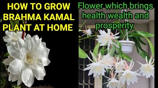 How To Grow Brahma Kamal plant at home  Lucky Flower which Attracts Wealth and Prosperity [upl. by Mines801]