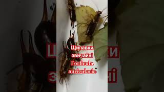 ЩИПАВКИ ЗВИЧАЙНІ ВУХОВЕРТКИ Earwigs Forficula auricularia Dermaptera Entomology Комахи України [upl. by Kaspar948]