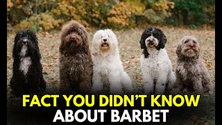 10 Things You Didnt Know About Barbet  Surprising Barbet Dog Facts [upl. by Eivad]