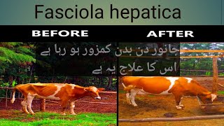 Fasciola hepatica Treatment  Laboratory diagnosis post mortem lesion  treatment drj vet clinic [upl. by Ssilem]