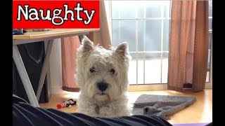 Finn McDuff  Naughty Westie [upl. by Carlock]