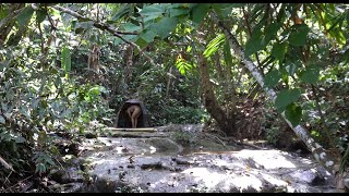 LIVING OFF GRID Building Tiny Shelter In The Rainforest Survival Alone [upl. by Sandro]