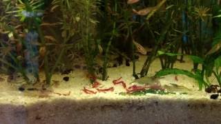 Cory Habrosus Excited over Bloodworms [upl. by Lemhar127]