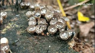 Cyathus striatus  A bird nest fungus [upl. by Ayerf]