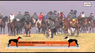 Octavos de final del Campeonato de España de Galgos en campo [upl. by Enerehs]