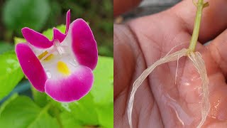 Plant cuttings  Easy way to grow Torenia Wishbone Flower from cuttings with water 簡單方式水培繁殖夏堇（夏瑾） [upl. by Suoicerpal]