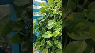 moneyplantcaregardening plants moneyplantpropagation indoorplantsgardeningtips neelammishra02 [upl. by Low858]