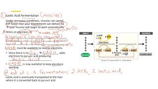 Lactic Acid Fermentation 2 [upl. by Norah]