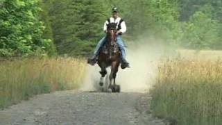 Reverand Homer  Single Footer Stallion [upl. by Ytirahs]