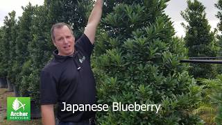 Japanese Blueberry  Archer Services [upl. by Otineb]