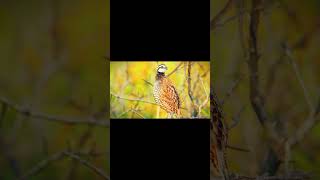 Nordan Bobwhite quail price quail animals [upl. by Llirred991]