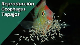 153💟♥️ Reproducción Geophagus Tapajos breeding CON ÉXITO [upl. by Aihsekel]