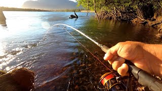 video part1 me encontre con un gran grupo de salmones Chinook en el río Aysén [upl. by Lleddaw749]