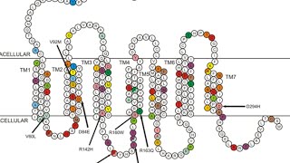 Bio Protein Project MC1R [upl. by Josh]