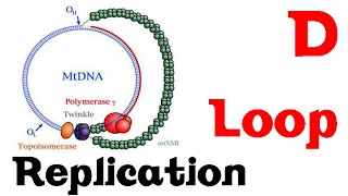 D loop replication [upl. by Itraa284]