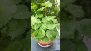 China Money Plant Pilea peperomioidesA popular houseplant known for its unique coinshaped leaves [upl. by Sherris639]