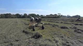 Percheron Horses Hay Making [upl. by Binah]