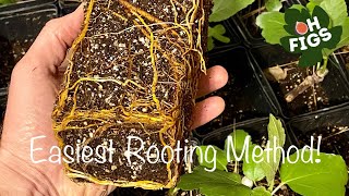 How To Root Fig Cuttings Simplest Method [upl. by Ancel]