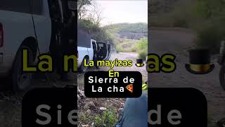 La mayizas están en sierra de la cha🍕 mayitoflaco mexico sinaloa lospshorts lpm [upl. by Lehman412]