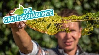 Blattläuse Zünsler Schnecken Gartenschädlinge natürlich los werden [upl. by Bachman]