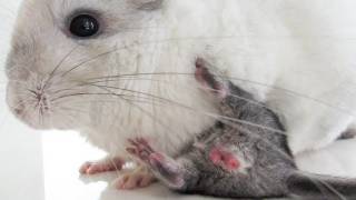 Baby Chinchilla Happy Squeaks [upl. by Yelroc]