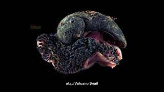 Volcano Snail  HighlightMisteriLautan 27 [upl. by Notsla]