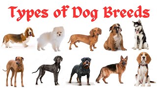 Dog Breeds Types of Dog breeds in English with picture Dogs [upl. by Durrej]