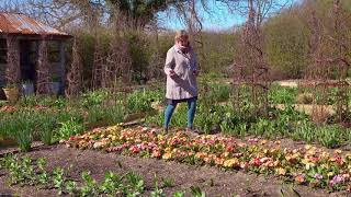 Polyanthus  Why Sarah Loves These [upl. by Reggi]