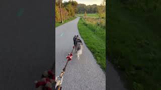 Towpathtrail steelyard Cleveland sunrise bikjor SiberianHusky urbanmushing husky bikjorring [upl. by Diann]