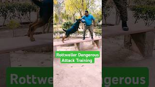 Rottweiler Dangerous Attack Training session 257 shorts doglover [upl. by Garibold167]