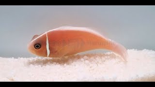 Amphiprion Perideraion Clownfish Bin3aiah Fishes [upl. by Enatan]