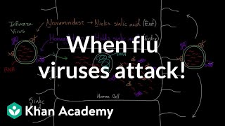 When flu viruses attack  Infectious diseases  Health amp Medicine  Khan Academy [upl. by Nwahsuq]