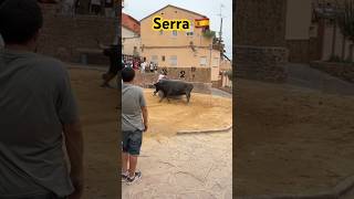 Sortie de Vaca ➡️ Serra 🇪🇸 220824 Ganadéria Hsnos Navarre de Mora de Rubielos aficionados [upl. by Franky]