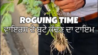 ROGUING TIME ਵਾਇਰਸ ਦੇ ਬੂਟੇ ਕੱਢਣ ਦਾ ਟਾਇਮ farming potatocultivation potatofarming agriculture [upl. by Yrag460]