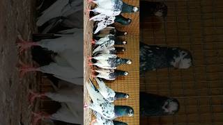 ROYAL Teddy Kabutar  High flyer Pigeons  kabutar trending kabootar pigeon shorts [upl. by Ahsimat]