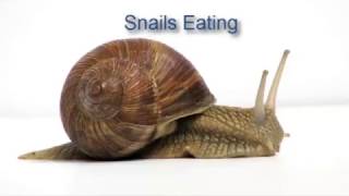 Best of Snails Eating With Radula [upl. by Celine]