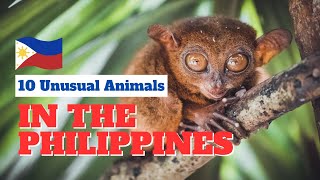 Discover the 10 Most Unusual Animals in the Philippines [upl. by Erich250]