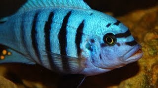 Beautiful Aquarium Fish  Male African Cichlid Showing Dominance Mbuna [upl. by Candide]