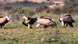 buitres leonados Gyps fulvus acompañados del quebrantahuesos [upl. by Acino]