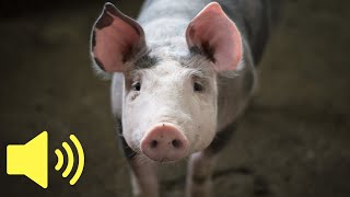 What does a Pig sound like Farm Animal Sounds  Animal Sounds [upl. by Odelia701]