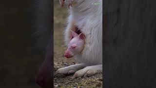 These Five Albino Animals Are so Rare and Stunning [upl. by Innis]