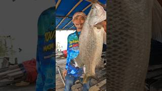 Ikan Hasil Mancing‼️Rumpon Badong Mak Roh DEMAK fishing mancing baramundifishing mancingmania [upl. by Ylicec]