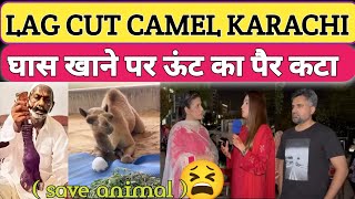 Shocking Pakistani public mentality  Pakistan Camel leg cut incident indian reaction [upl. by Lapotin]